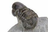 Pelagic Trilobite (Cyclopyge) Fossil - Exceptional Specimen #255355-5